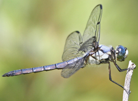 Great Blue Skimmer